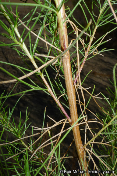 Ambrosia monogyra
