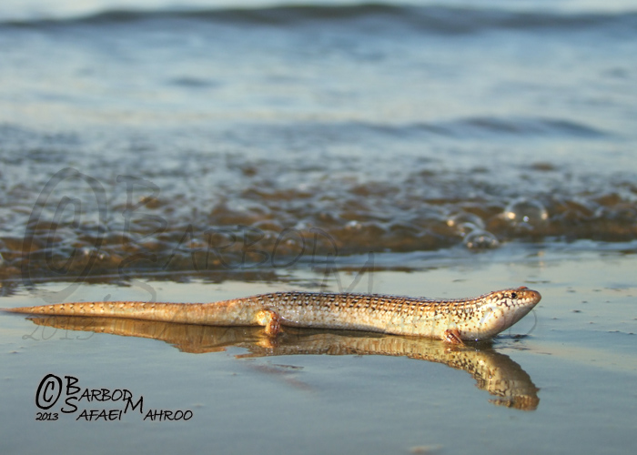 Chalcides ocellatus ocellatus Chalcides ocellatus ocellatus