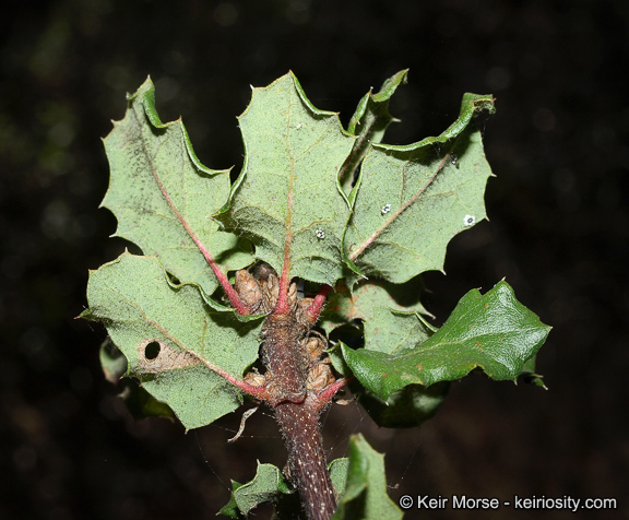 Quercus dumosa