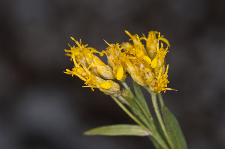 Petradoria pumila var. pumila
