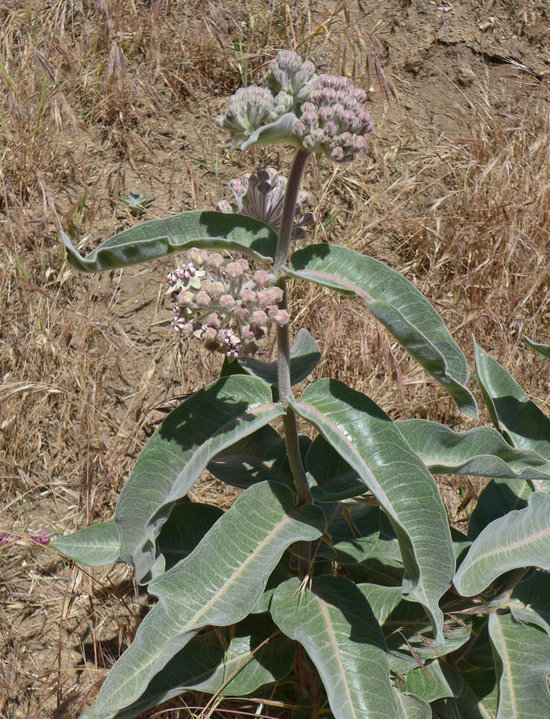 Asclepias eriocarpa Asclepias eriocarpa