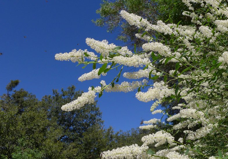 Ceanothus integerrimus var. macrothyrsus