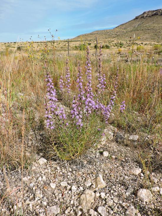 Liatris punctata var. mexicana