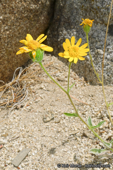 Hulsea vestita ssp. callicarpha