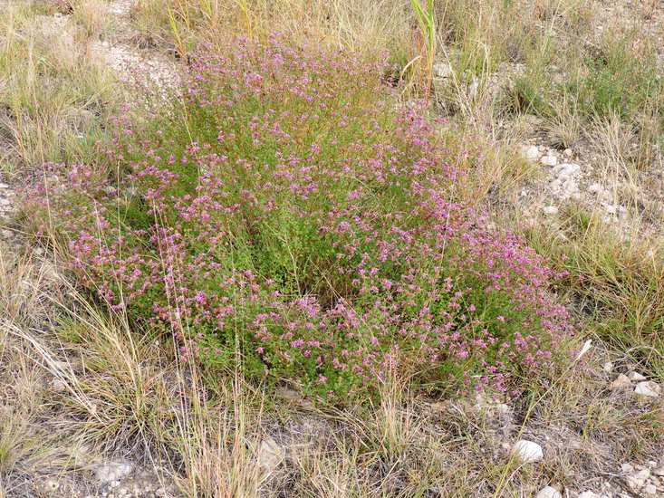Dalea frutescens