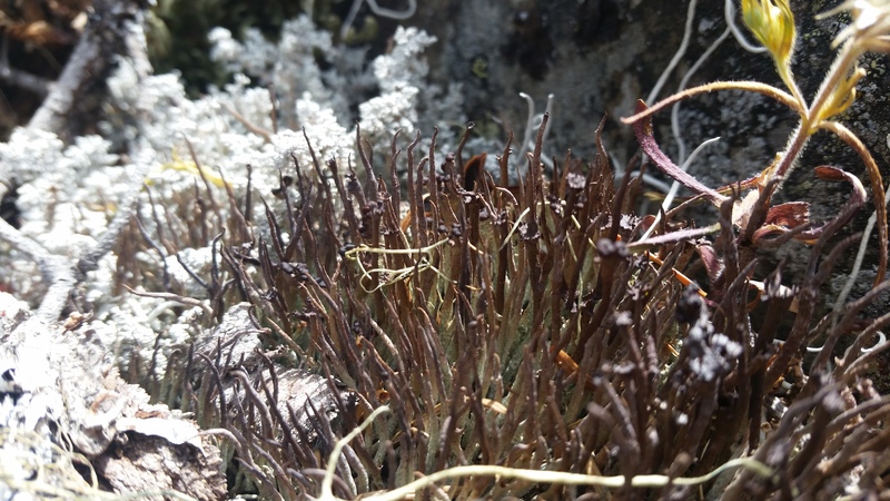 Cladonia cornuta Cladonia cornuta