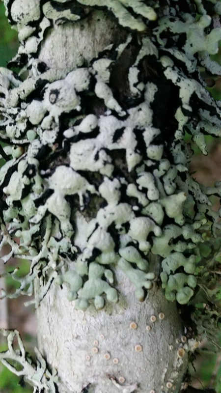 Hypogymnia occidentalis