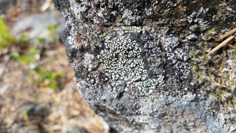 Rhizocarpon lecanorinum