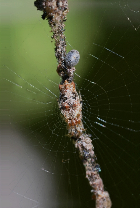 Cyclosa walckenaeri Cyclosa walckenaeri