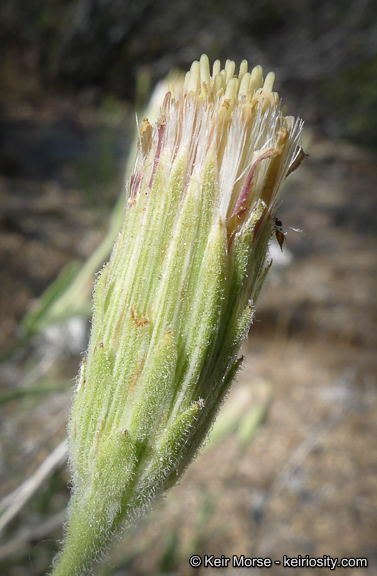 Brickellia oblongifolia var. linifolia