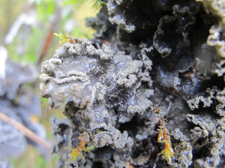 Peltigera collina