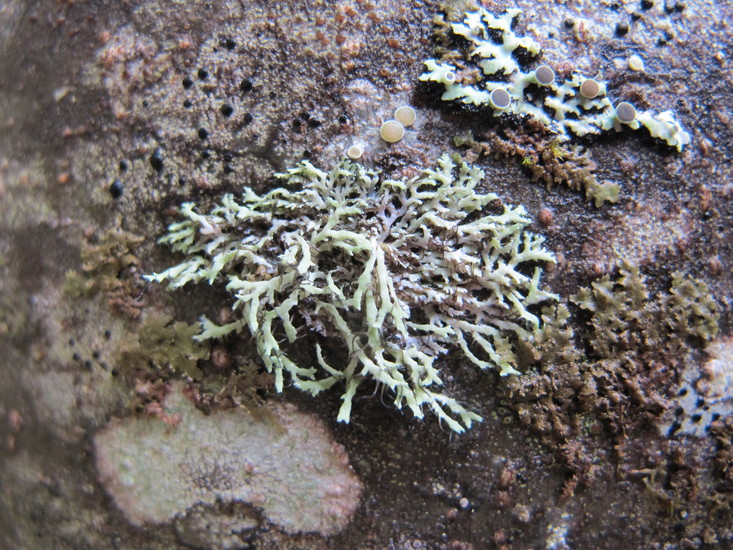 Heterodermia leucomela Heterodermia leucomela