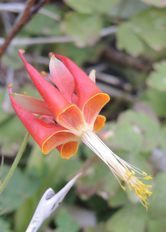 Aquilegia eximia