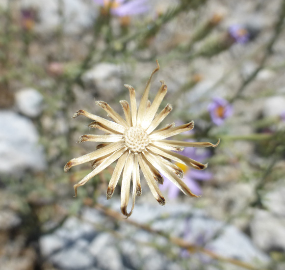 Machaeranthera canescens var. ambigua