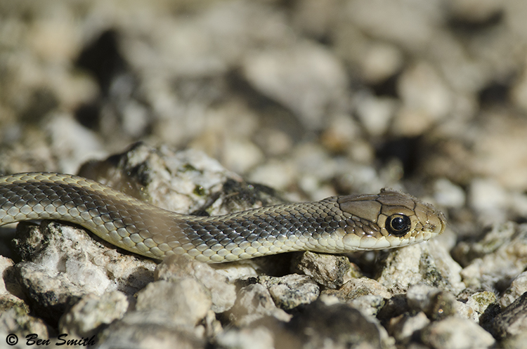 Salvadora hexalepis virgultea Salvadora hexalepis virgultea