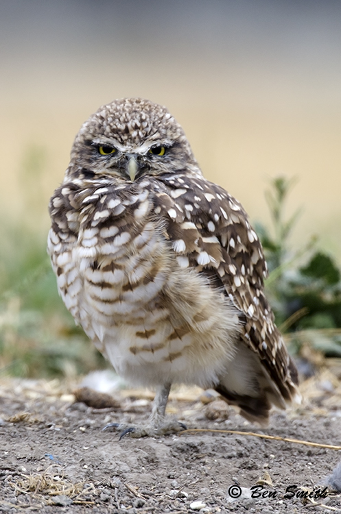 Athene cunicularia Athene cunicularia