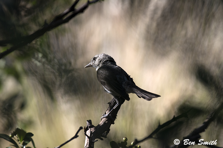 Vireo bellii pusillus Vireo bellii pusillus