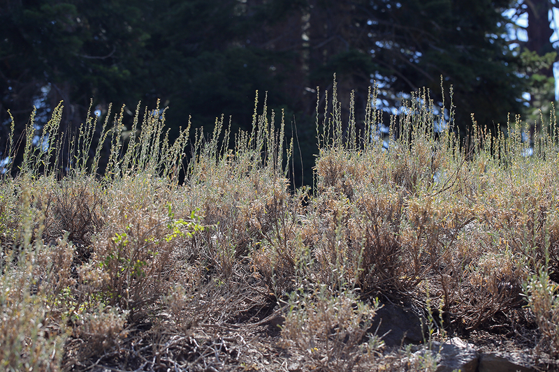 Artemisia spiciformis