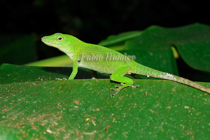 Anolis biporcatus