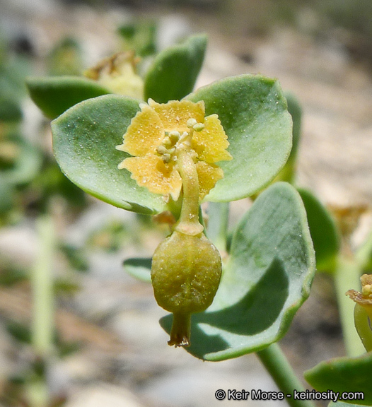 Euphorbia lurida