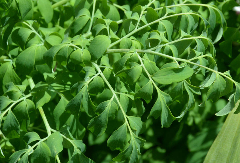 Corydalis caseana ssp. brandegeei Corydalis caseana ssp. brandegeei