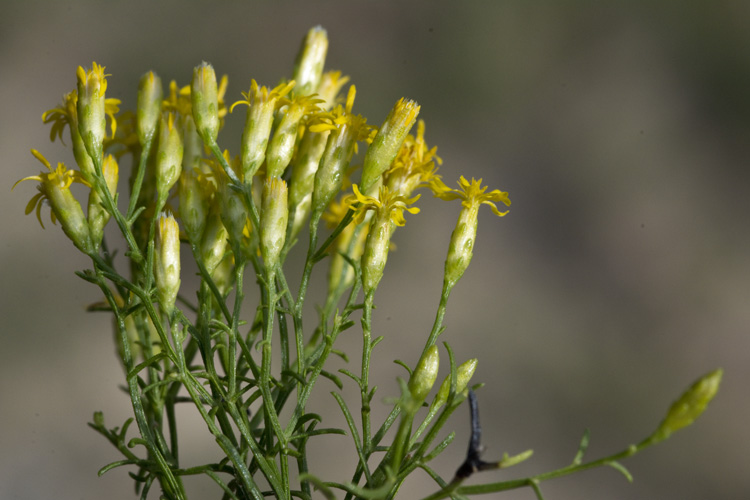 Euthamia caroliniana