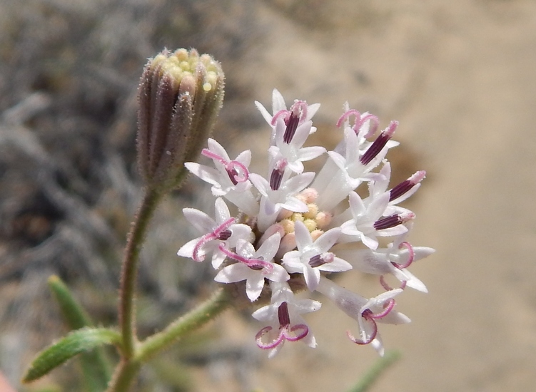 Palafoxia arida