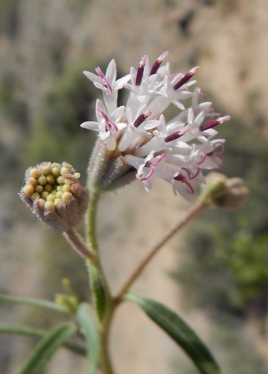 Palafoxia arida Palafoxia arida
