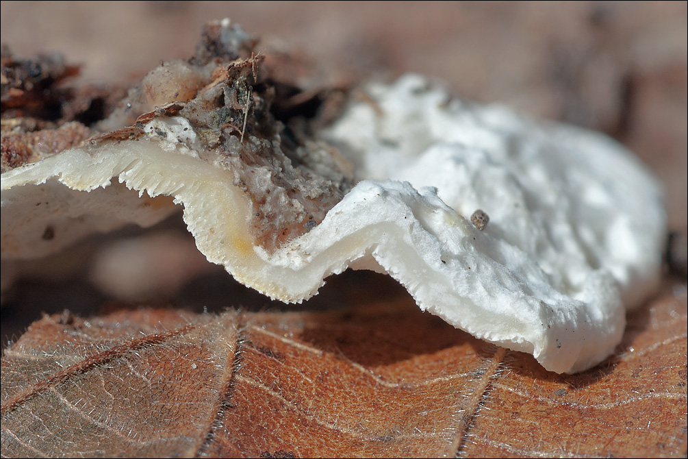 Skeletocutis amorpha
