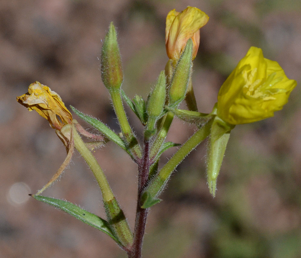 Oenothera villosa