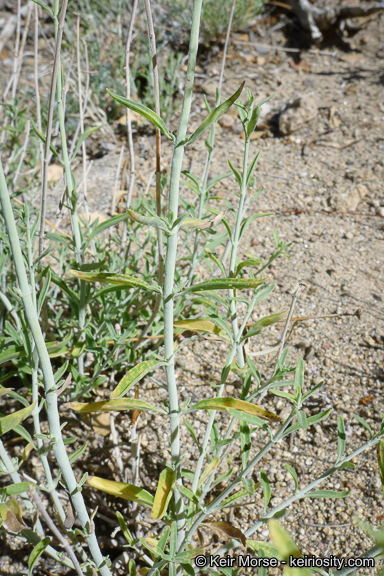 Monardella linoides ssp. linoides