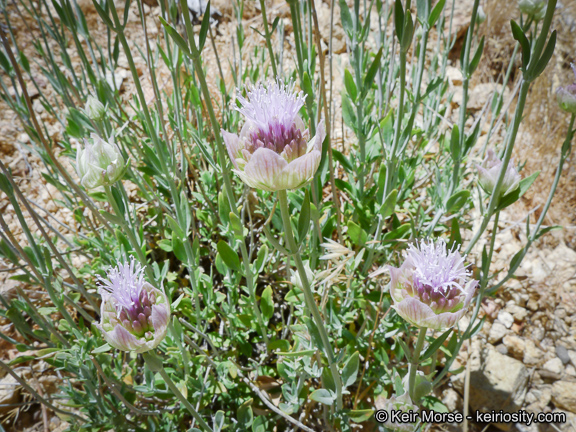 Monardella linoides ssp. oblonga