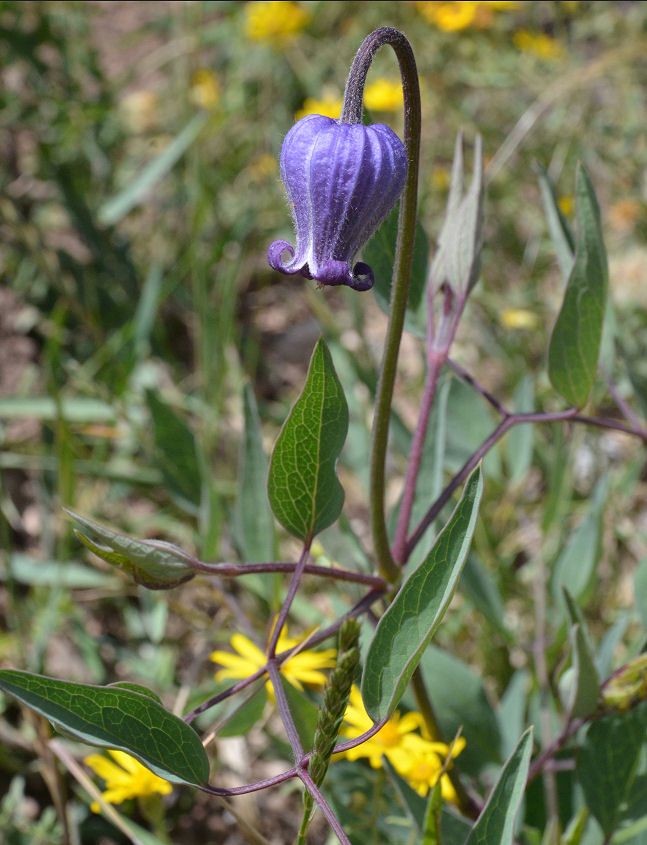 CalPhotos: Clematis scottii; Scott's Clematis