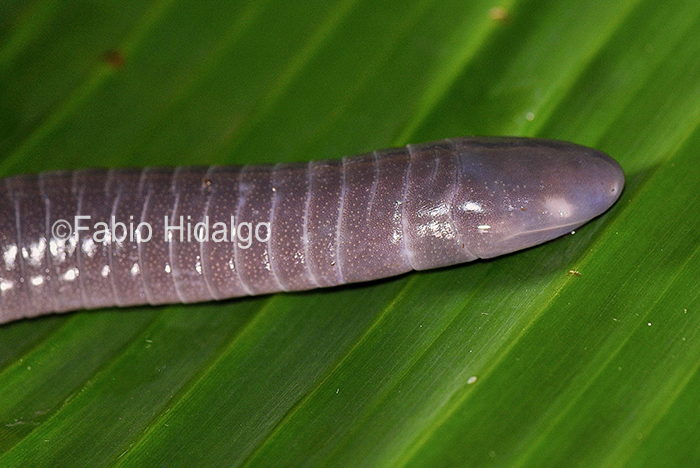 Dermophis costaricense