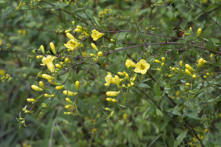 Aureolaria flava var. macrantha