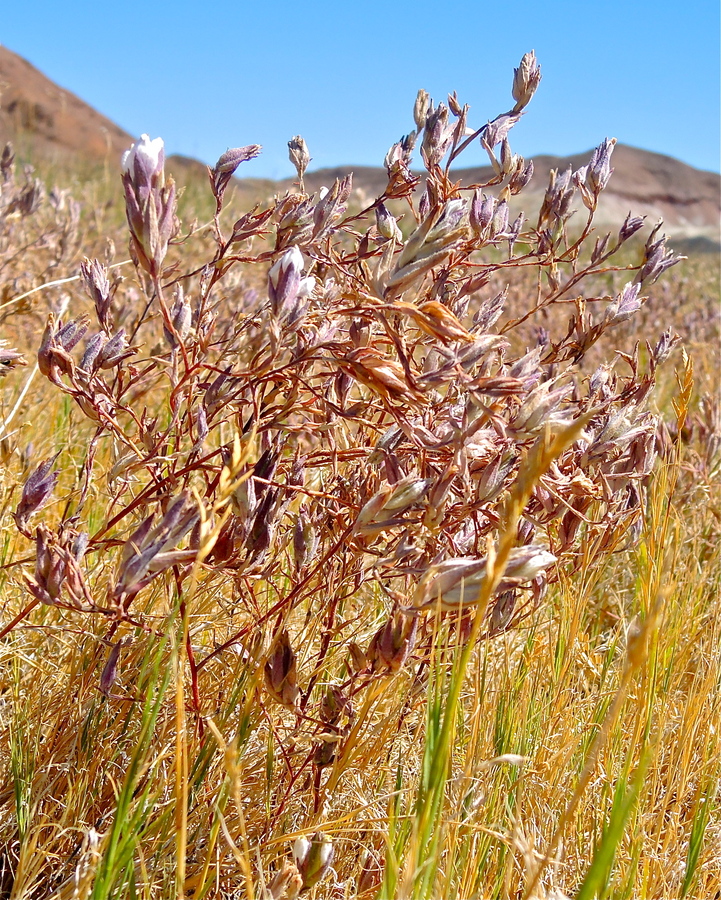 Chloropyron maritimum ssp. canescens