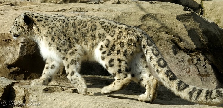 upgrade from leopard to snow leopard