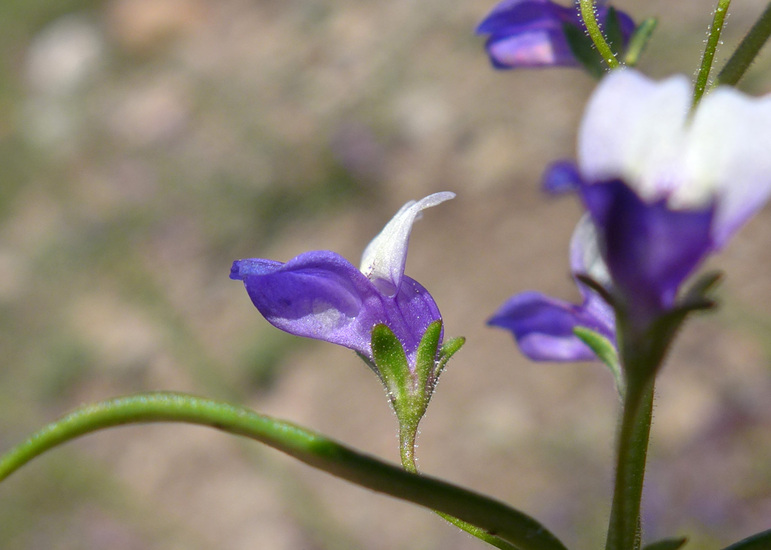 Collinsia torreyi var. torreyi Collinsia torreyi var. torreyi