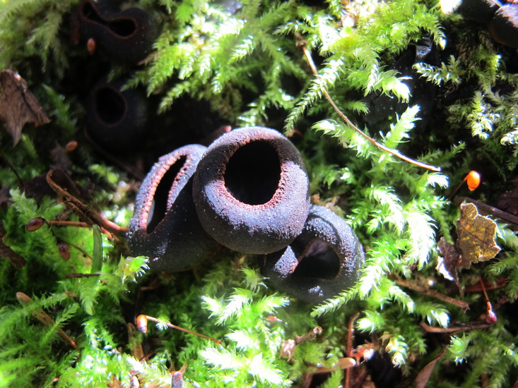 Plectania melastoma