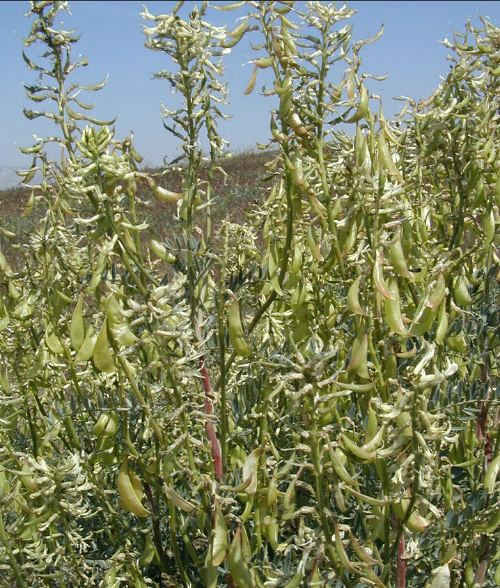 Astragalus oxyphysus
