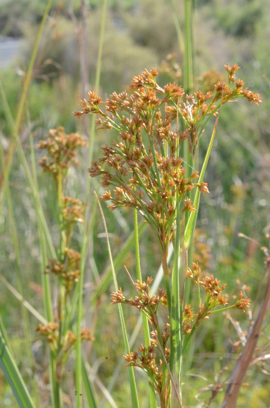 Cladium californicum
