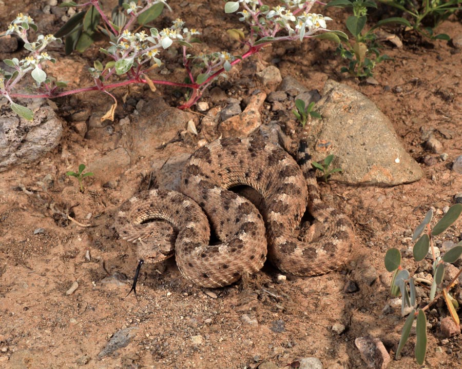 Crotalus cerastes cercobombus Crotalus cerastes cercobombus