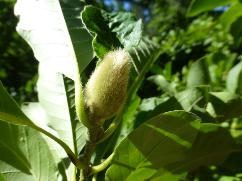 Magnolia x loebneri