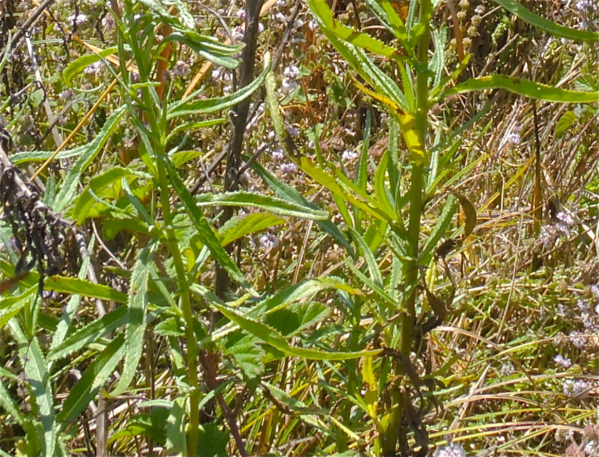 Senecio minimus