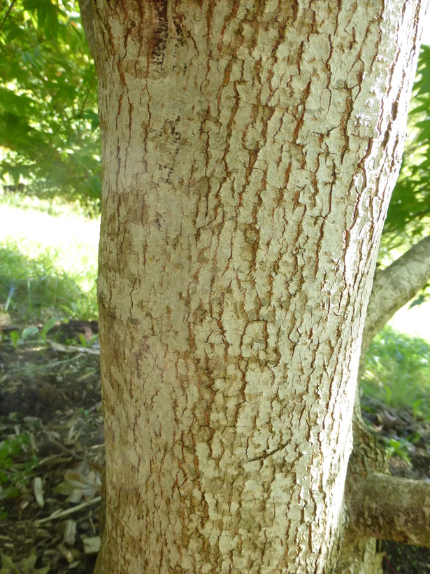 Acer campbellii