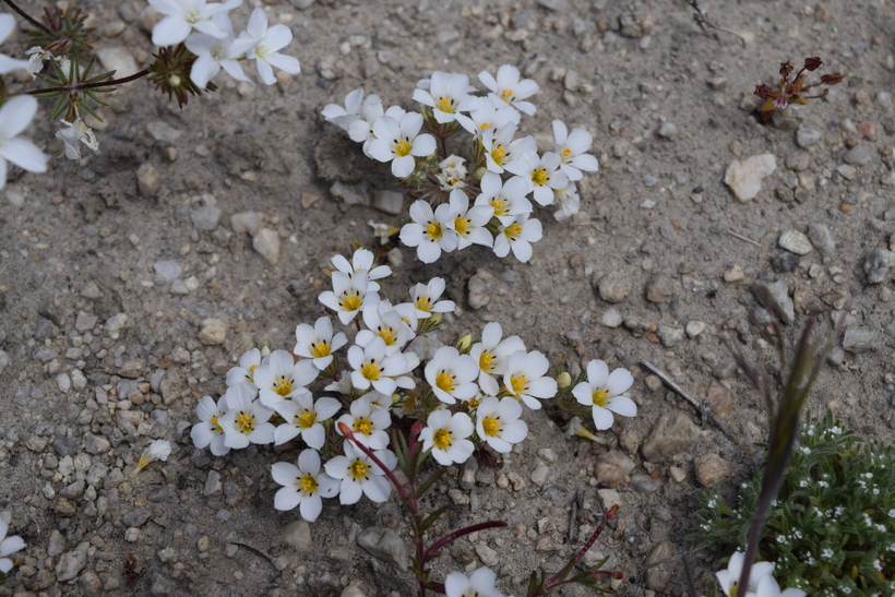 Linanthus killipii Linanthus killipii