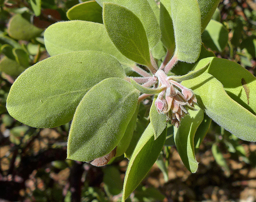 Arctostaphylos glandulosa ssp. cushingiana