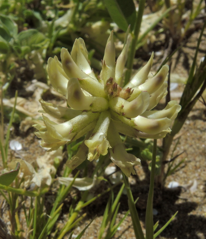 Astragalus canadensis var. brevidens