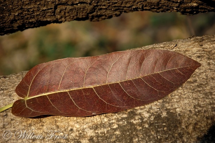 Ficus ingens