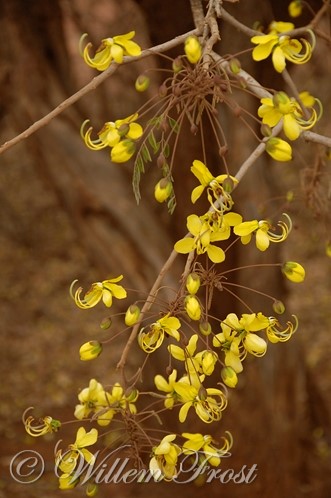 Cassia abbreviata